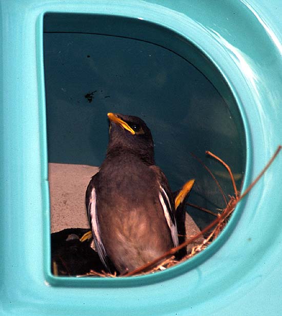 [Common Myna]