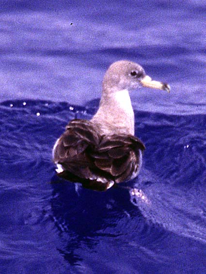 [Cory's Shearwater]