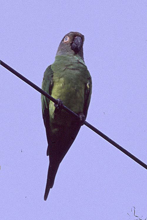 [Dusky-headed Parakeet (Conure)]