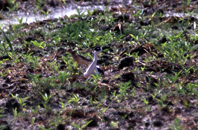 [Buff-breasted Sandpiper & Black-necked Stilt]