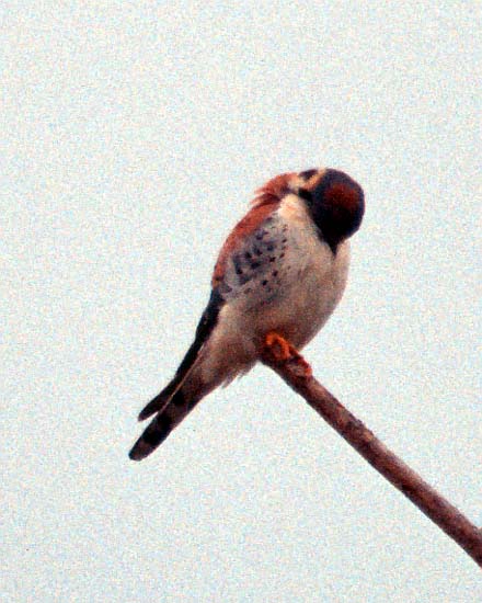 [American Kestrel]