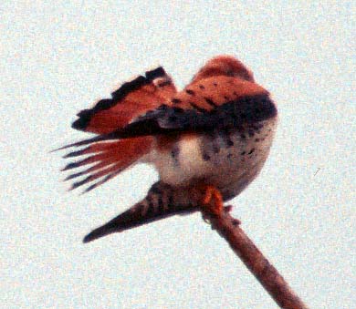 [American Kestrel]