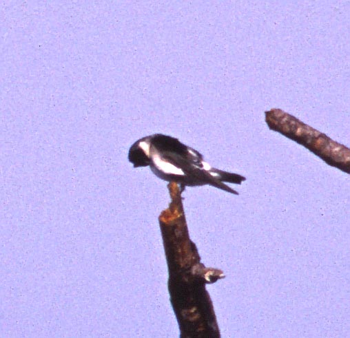 [Mangrove Swallow]