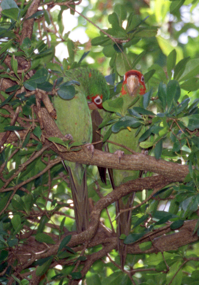 [Mitred Parakeets]