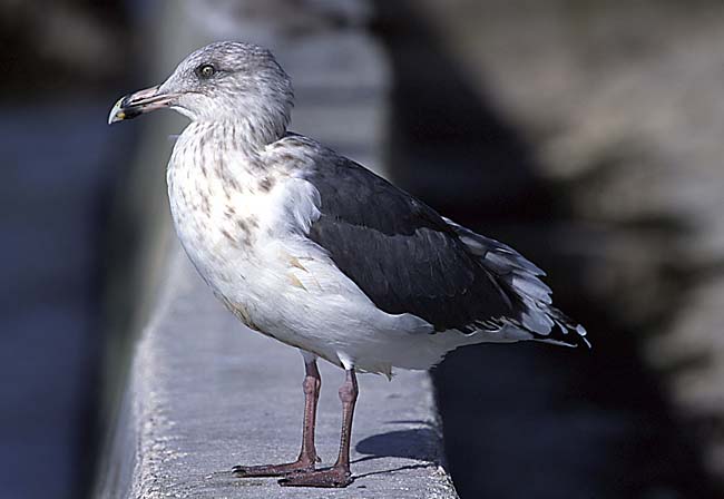 [Slaty-backed Gull]