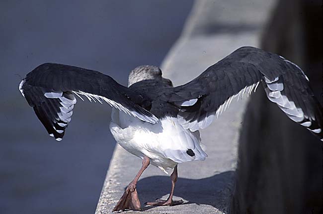 [Slaty-backed Gull]