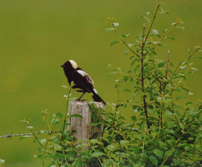 [Bobolink]