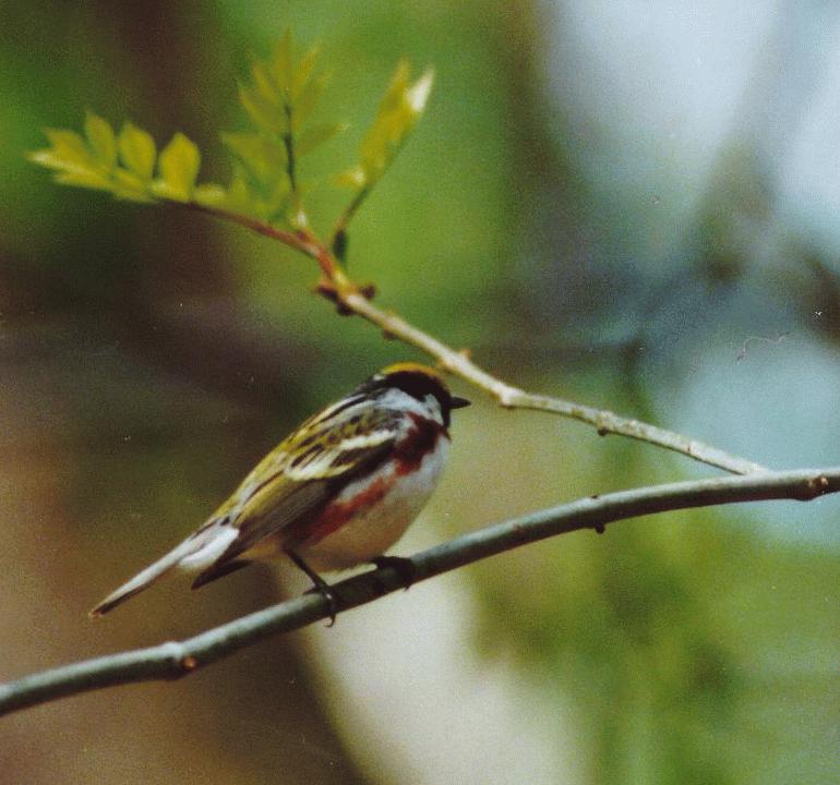 [Chestnut-sided Warbler]