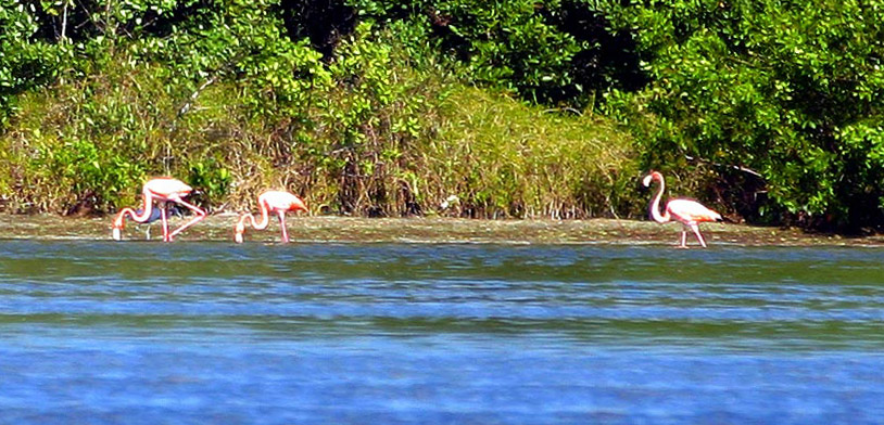 [Greater Flamingos]