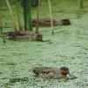 [Green-winged Teal]