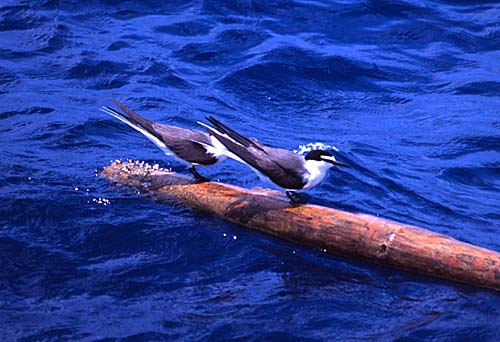 [Bridled Terns]