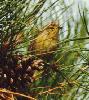[Palm Warbler]