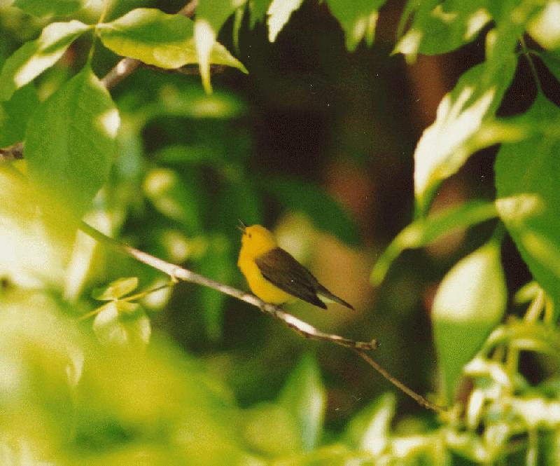 [Prothonotary Warbler]