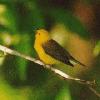 [Prothonotary Warbler]