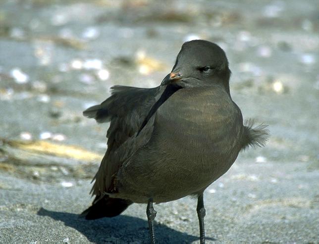 [Heerman's Gull]