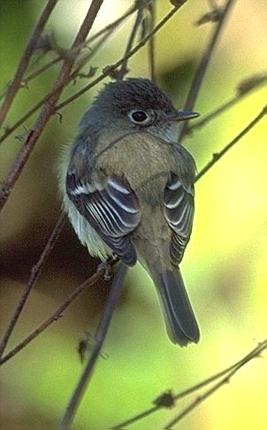 [Least Flycatcher]