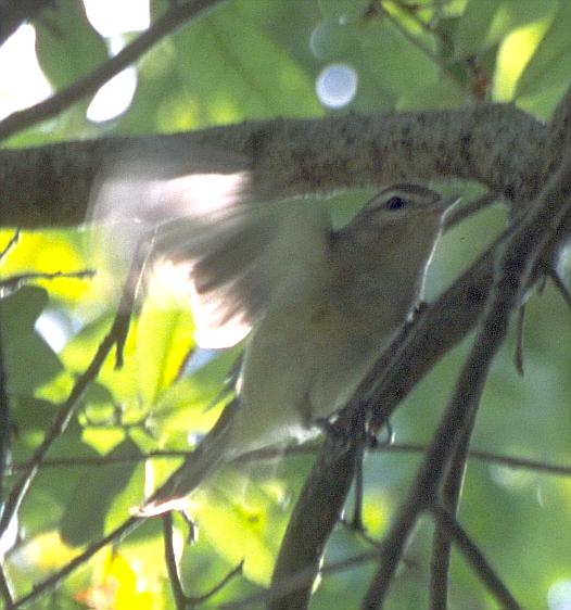 [Warbling Vireo]