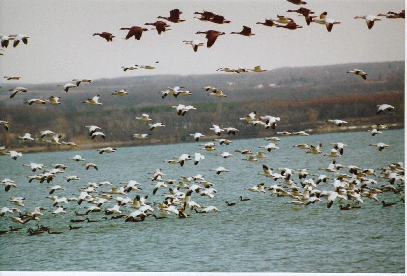 [Snow Geese]