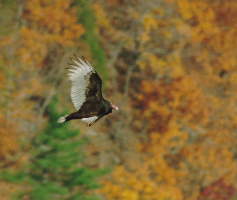 [Turkey Vulture]