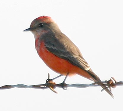 [Vermilion Flycatcher]