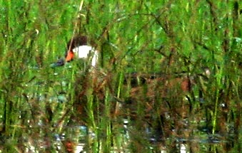 [White-cheeked Pintail]