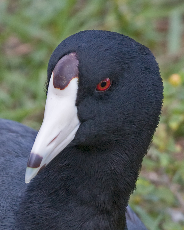 [American Coot]