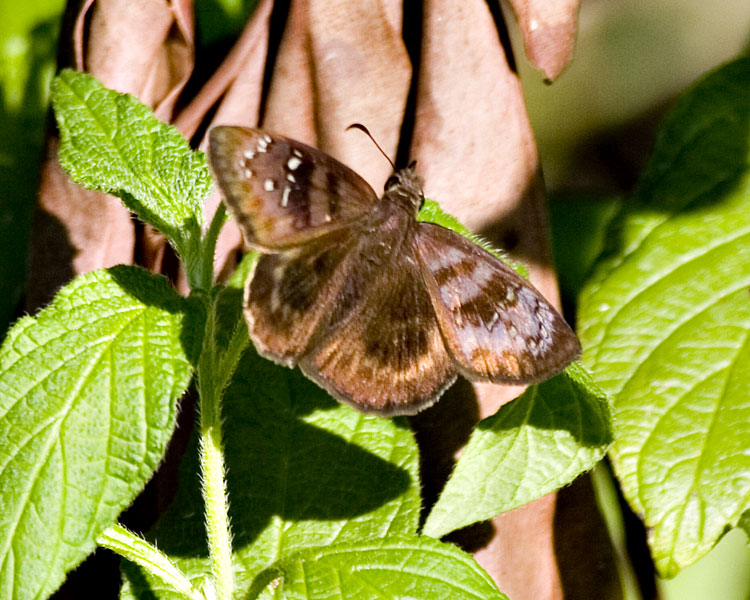 [Florida Duskywing]