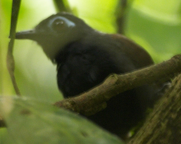 [Chestnut-backed Antbird]