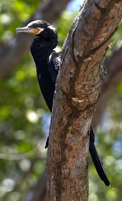 [Neotropic Cormorant]