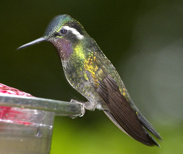 [Purple-throated Mountain-gem]