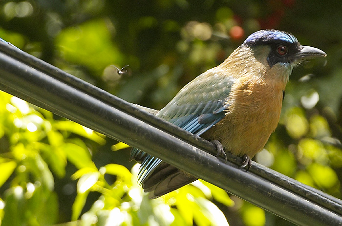 [Blue-crowned Motmot]