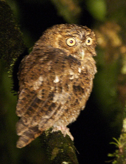 [Bare-shanked Screech-Owl]