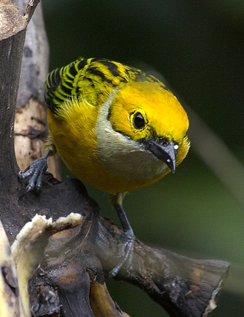 [Silver-throated Tanager]
