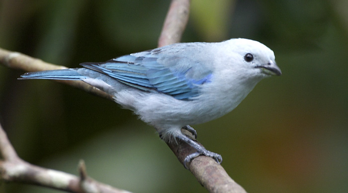 [Blue-gray Tanager]