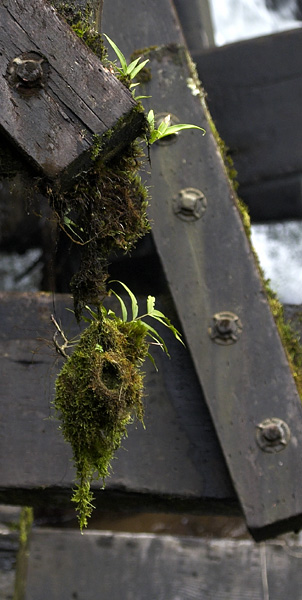 [Torrent Tyrannulet Nest]