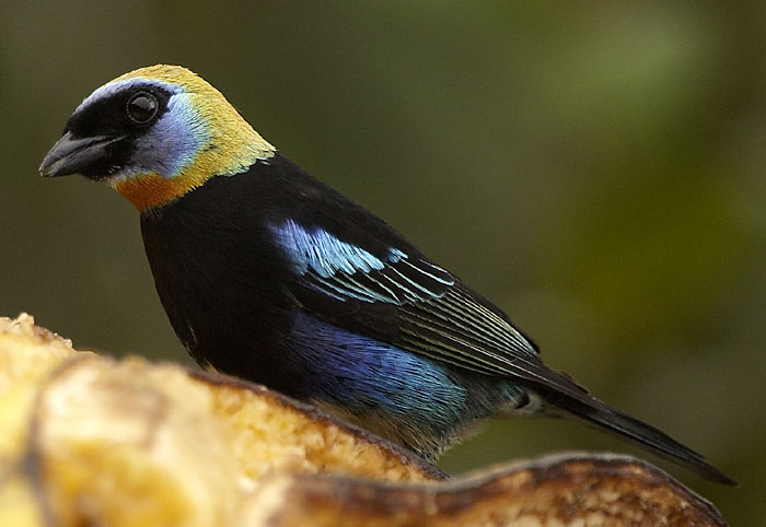 [Golden-hooded Tanager]