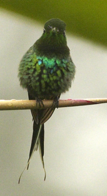 [Green Thorntail]