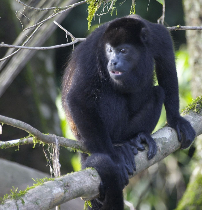 [Mantled Howler Monkey]