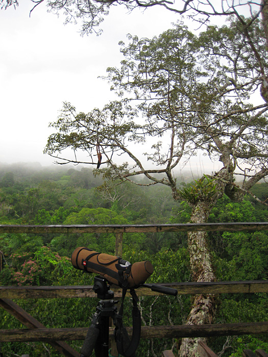 [Canopy View]