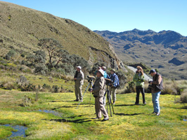 Looking for Antpitta