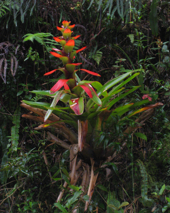 [Bromeliad]