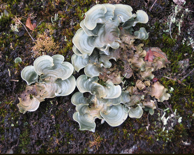 [Lichen?]