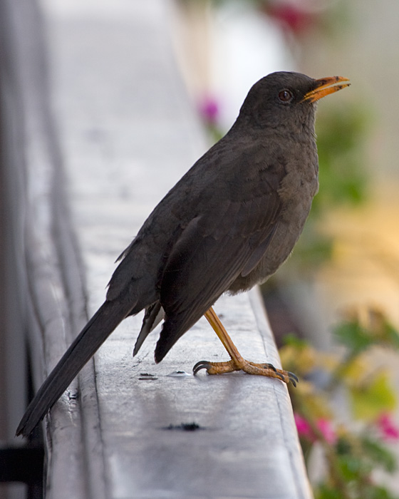 [Great Thrush]