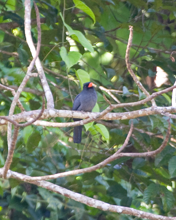 [Black-fronted Nunbird]