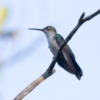 Gray-breasted Sabrewing