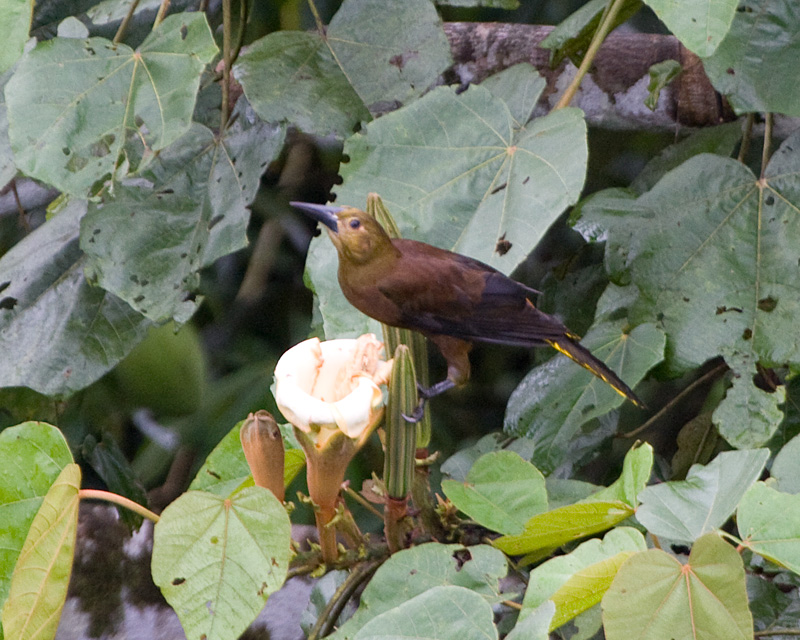 [Russet-backed Oropendola]