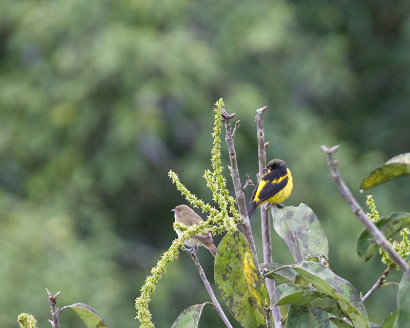 [Yellow-bellied Dacnises]