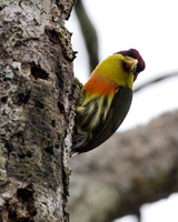 Lemon-throated Barbet