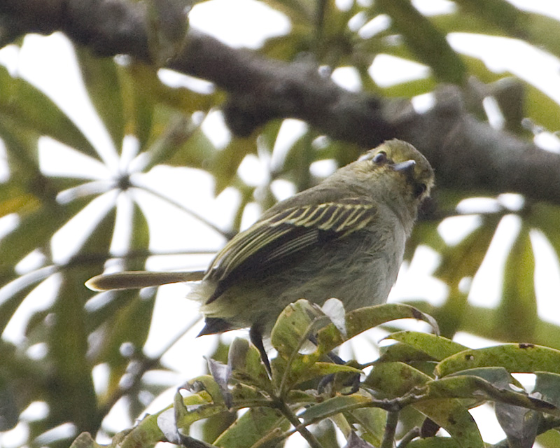 [Golden-faced Tyrannulet]