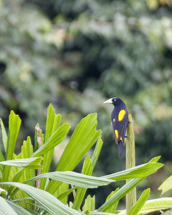 [Yellow-rumped Cacique]